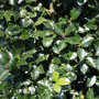 Ilex meserveae Blue Prince